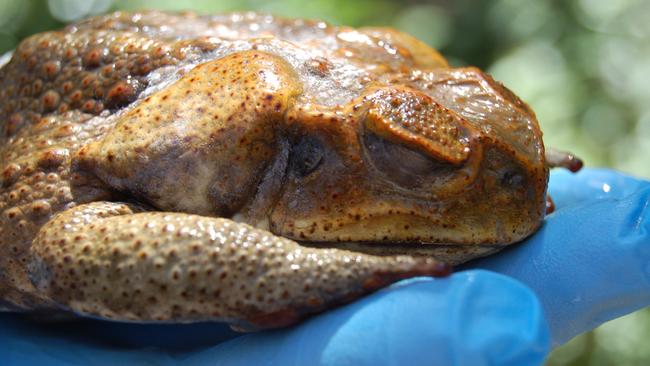 Cane toad found on the Central Coast | Daily Telegraph