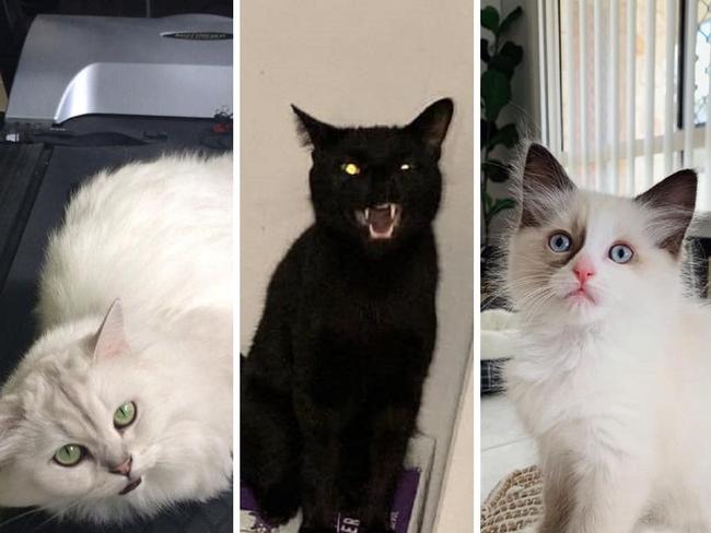 Vote now: Which furry friend will be voted Gympie’s cutest cat?