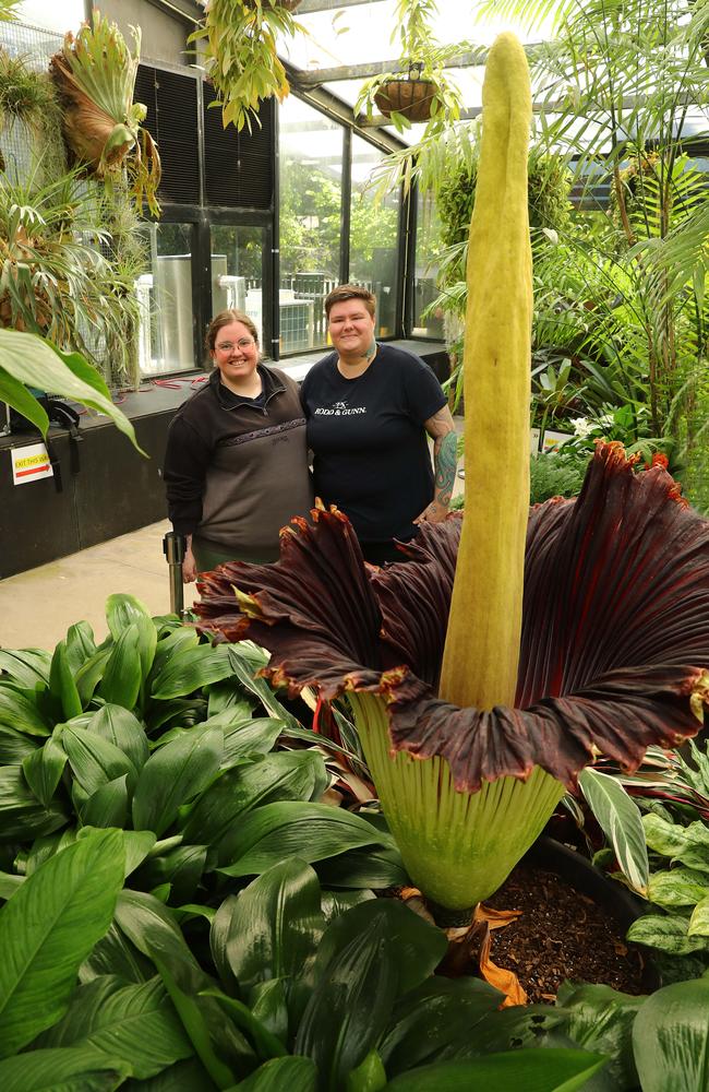 Adelaide's Claudia Kranz and Peyton Atherton were among the crowds to see the corpse flower in full bloom at the Geelong Botanic Gardens. Picture: Alison Wynd