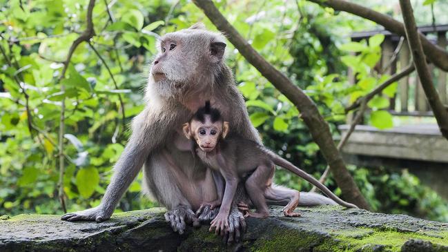 ESCAPE:  Macaque family. Small macaca fascicularis baby and mother in green Ubud Monkey Forest, Bali, Indonesia  Picture: Istock