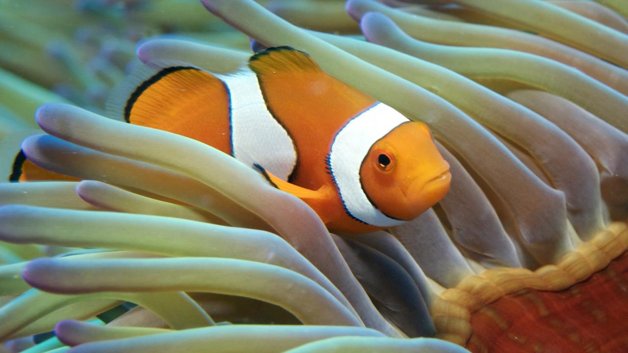 The Great Barrier Reef has 600 different species of coral and 1600 different species of fish.
