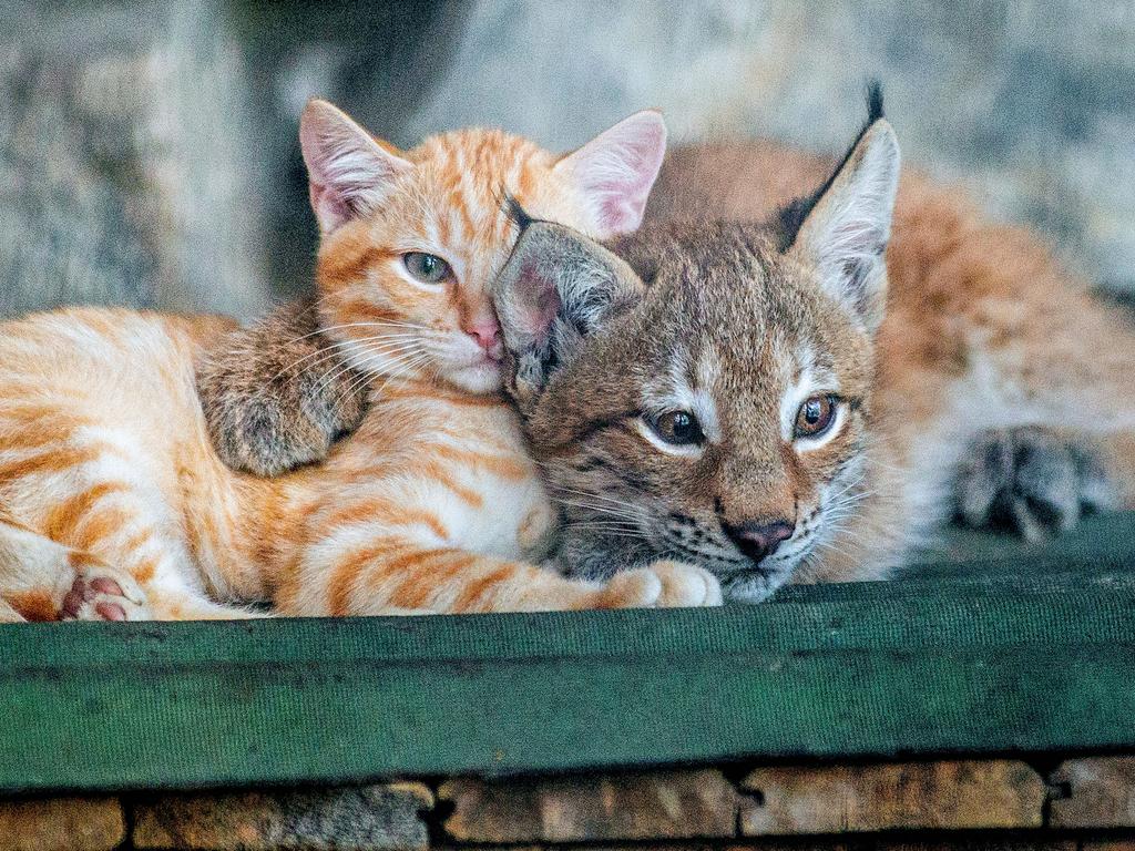 Snuggling animals prove love is blind. Here an adorable kitten and lynx cuddle together. Picture: Caters