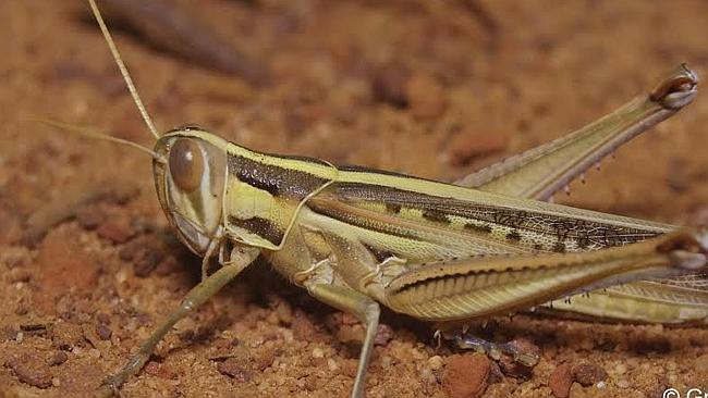 The many and varied colours of grasshoppers | NT News