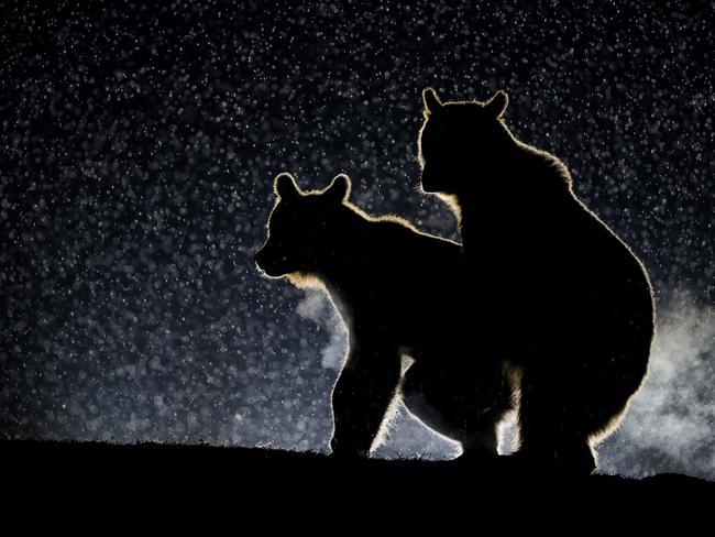 The Eurasian brown bear (Ursus arctos arctos) were caught mid-tryst in Bence Mate’s finals entry. Picture: Bence Mate/Barcroft Images