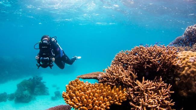 Still shot from Stan's Revealed: Reefshot documentary. Picture: Nicole Mclach Photo for Citizens of the Great Barrier Reef