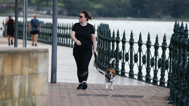 A woman and her dog are seen out walking after sunrise along the Harbour at Milsons Point, battling the windy weather ahead of a cold front which is expected to hit NSW later this week. Picture: NCA Newswire / Gaye Gerard