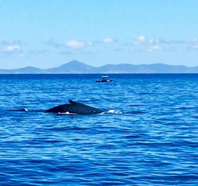 A mother whale and her baby calf were spotted by a Freedom Fast Cats whale watching tour off the Capricorn Coast on Wednesday. Picture: Freedom Fast Cats