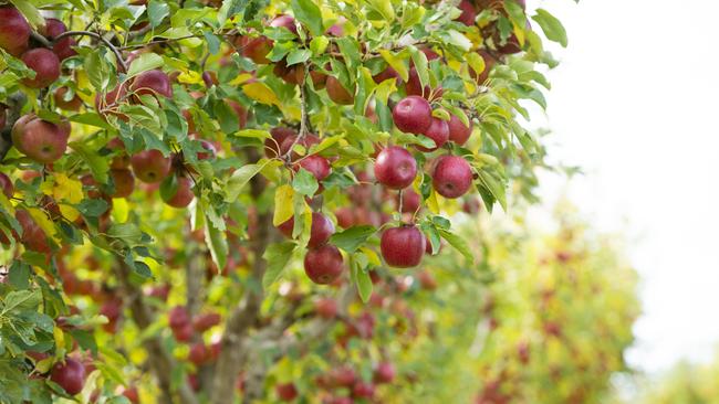 NEWS: FRUIT PICKING