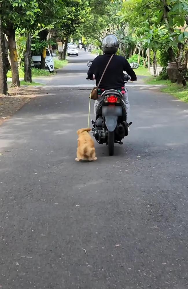 A motorcyclist in Bali is allegedly seen dragging a dog as she rides her bike in Denpasar. Picture: Nang Bryan Adventure/Instagram