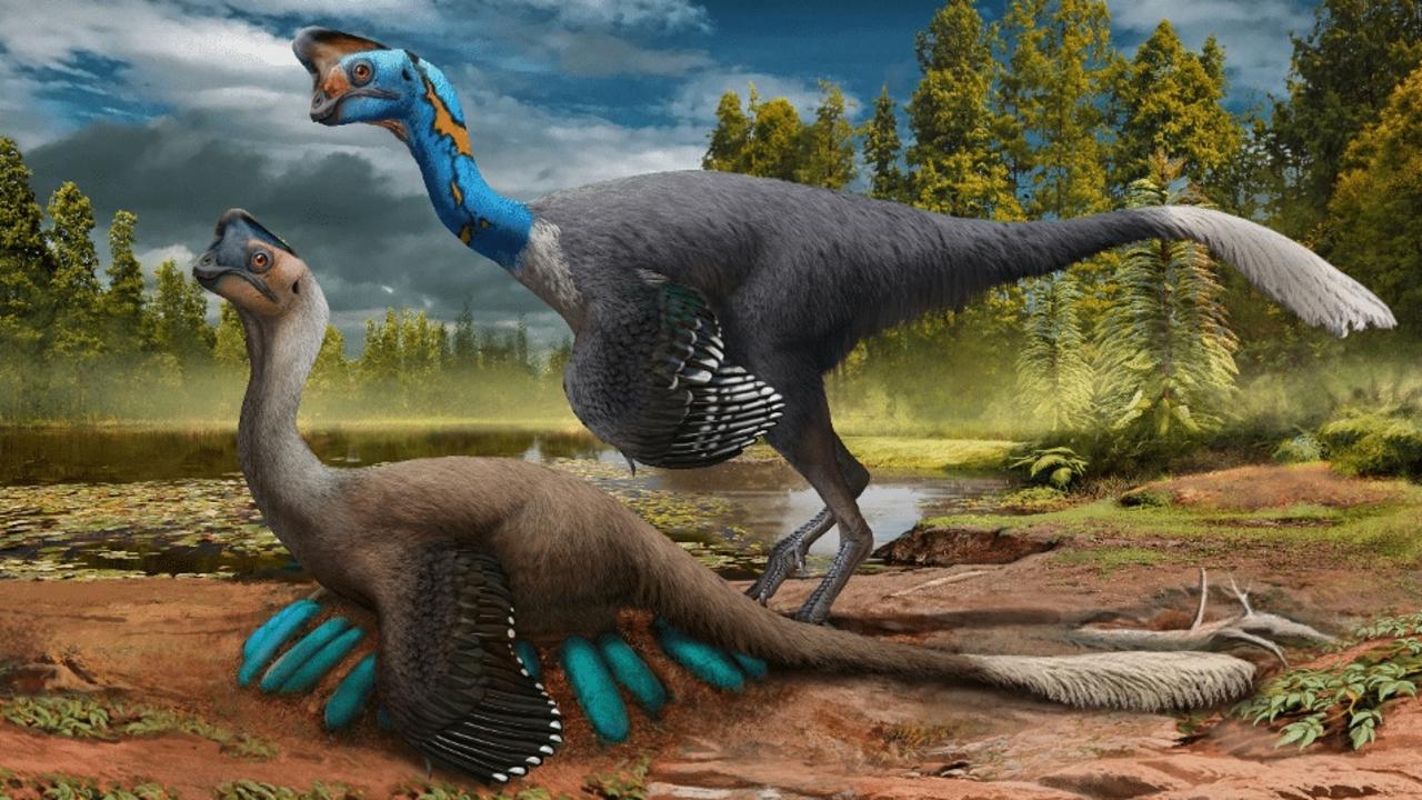 An illustration of an oviraptorosaur sitting on its eggs while its mate looks on. Artwork: Zhao Chuang