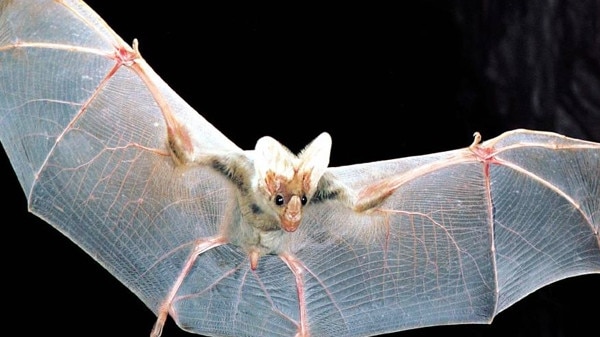 The vulnerable northern Australian ghost bat. Picture: Supplied/The Environment Centre NT