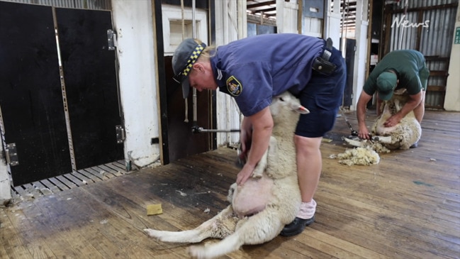 Click go the shears: NSW’s most unique correctional centre