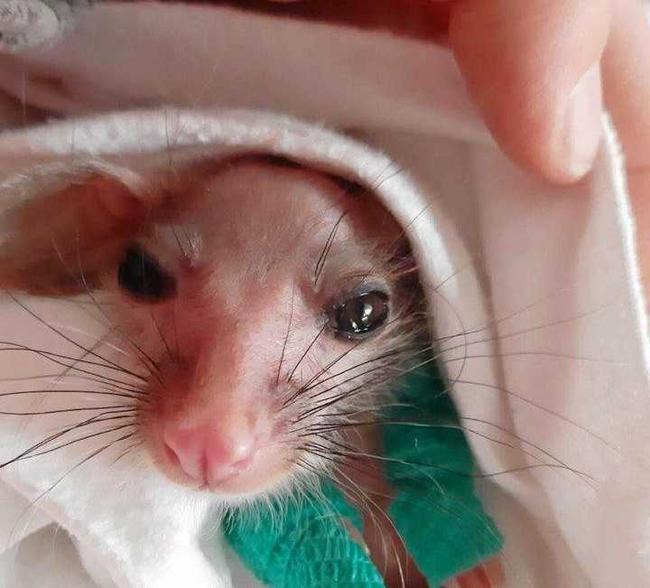 POSSUM MAGIC: Whiskers the possum was saved from the Stanthorpe bushfire. Picture: Contributed