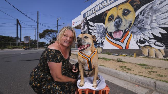 Owner Belinda Shipp is on a mission to change the negative representation of staffy dogs. Photo: Wayne Taylor