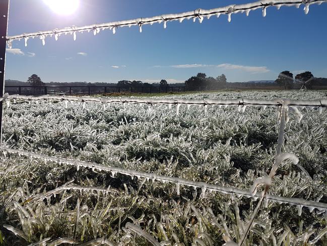 Frost Warwick May 2019 winter