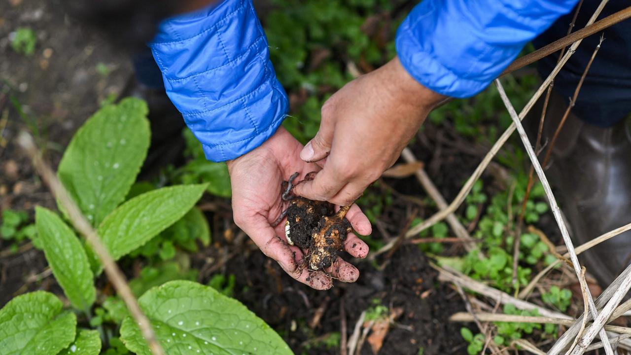 Australian gardeners are encouraged to test the soil if they live in inner city suburbs. Justin Tallis/AFP