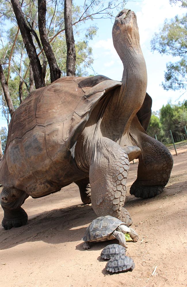 Tortoise Hatchlings Bring Breeding Success And A Touch Of Galapagos To