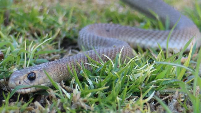 Snakes in Melbourne: Types of venomous snakes found in Melbourne ...