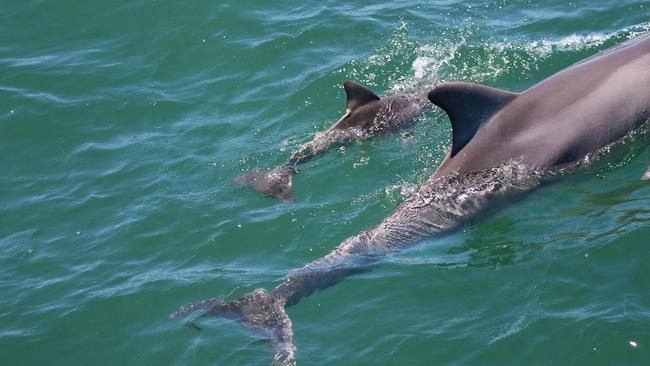 Mum Ripple and baby dolphin Holly, who recently died in the Port River. Picture: Jenni Wyrsta