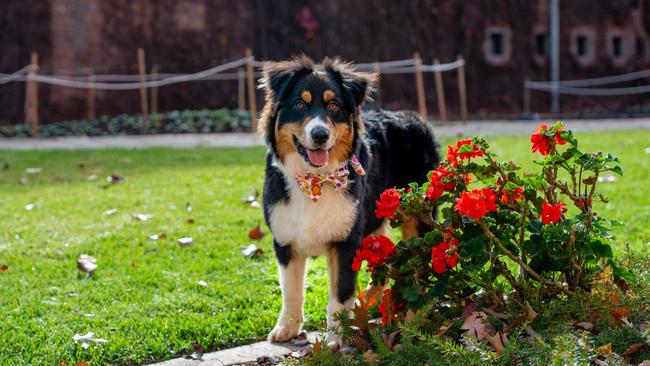 Rambo, Ambassadog for the Toowoomba Carnival of Flowers this year.