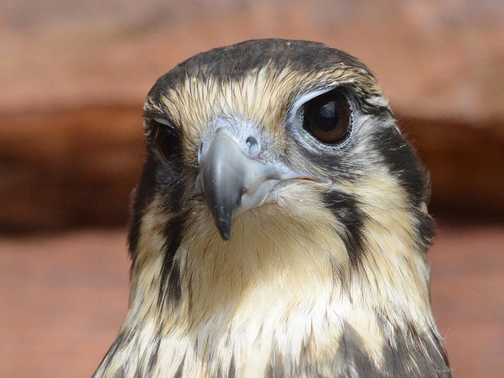 The brown falcon (girrganyi). Picture: Eric Woehler