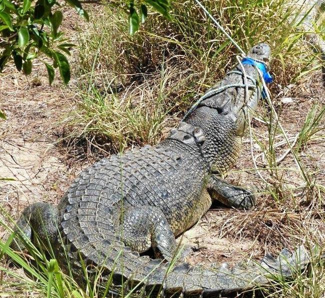 A 2.7 metre crocodile after its removal from Alligator Creek at Rockhampton.