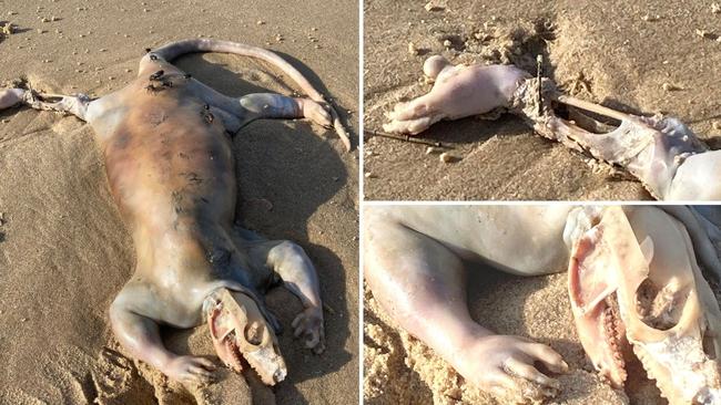 A Maroochydore man is hoping to identify a mysterious animal he saw at Cotton Tree Beach recently. Picture: @tanalex