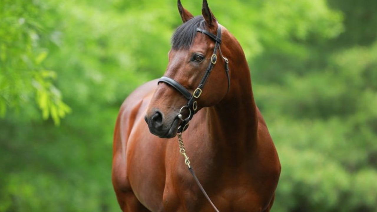 American Pharoah, the sire of Have Mercy. Photo: Coolmore.