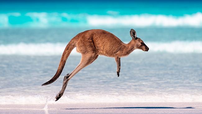 Kangaroo hopping / jumping mid air on sand near the surf on the beach at Lucky Bay, Cape Le Grand National Park, Esperance, Western Australia.STATS. 5: New legendary voyages. Holland America Line has revealed a handful of new Legendary Voyages for 2026-27. These extended cruises which range from 27 to 45 days offer in-depth exploration of the Mediterranean, the South Pacific, and the Pacific Northwest.Escape 16 February 2025Cruise statsPhoto - supplied