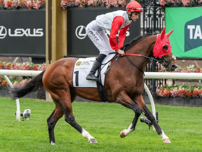 Red Aces on the way to the barriers prior to the running of  the ABC Bullion Super Impose Stakes at Flemington Racecourse on October 05, 2024 in Flemington, Australia. (Photo by George Sal/Racing Photos via Getty Images)