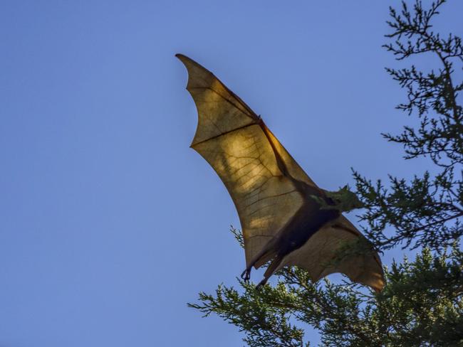 Flying Foxes are causing problems in Stanthorpe, with nearby residents concerned over the growing number at the Quart Pot Creek nest.