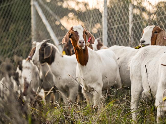 The goats will be at the site for three weeks, providing great company to 570 workmates at the Eastern Creek site. Picture: Morris McLennan