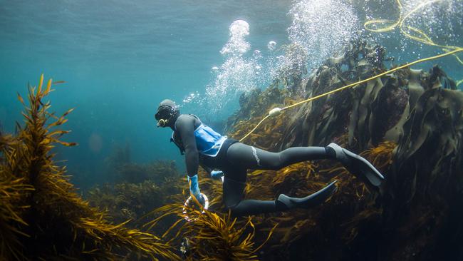 A diver looking for abalone.