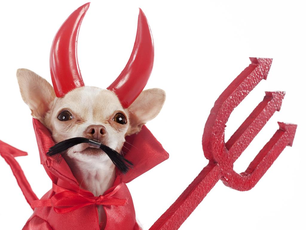 A Chihuahua dressed up for Halloween as “Diablillo”. Picture: Getty Images.