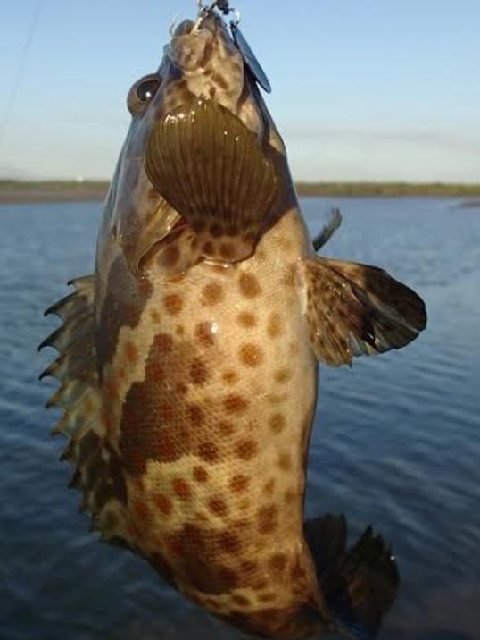 A rock cod caught on a metal tailspinner.