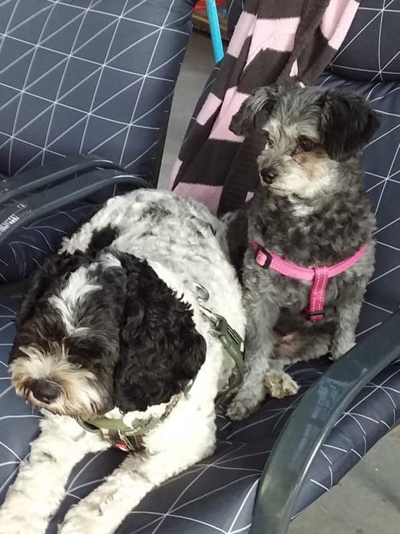 Tassie's Pawfect Pairs | Diane van Zelm: My 2 babies. Toby who is blind and jaz who has only 1 eye so pretty much only 1 eye between them.