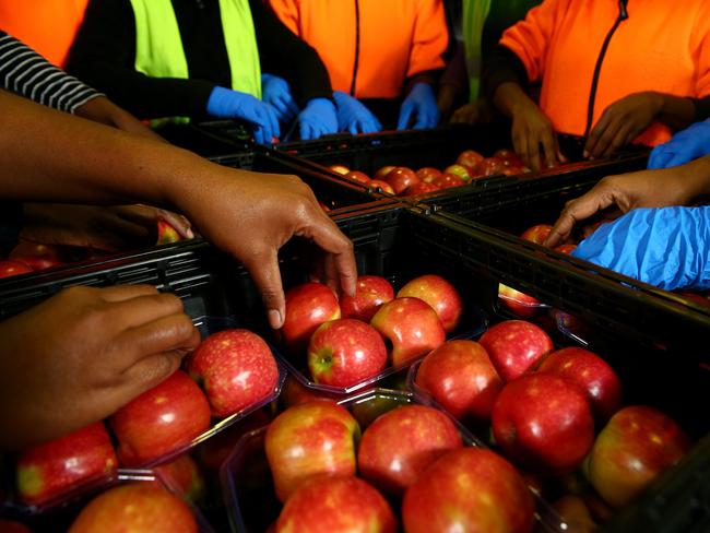 Michelle Garae 29 (front left) from Vanuatu is a Pacific islander who is employed on the seasonal worker program as a fruit picker in Stanthorpe. Pictured at work in the packing shed at the Stanthorpe Apple Shed, Thulimbah. Pics Adam Head