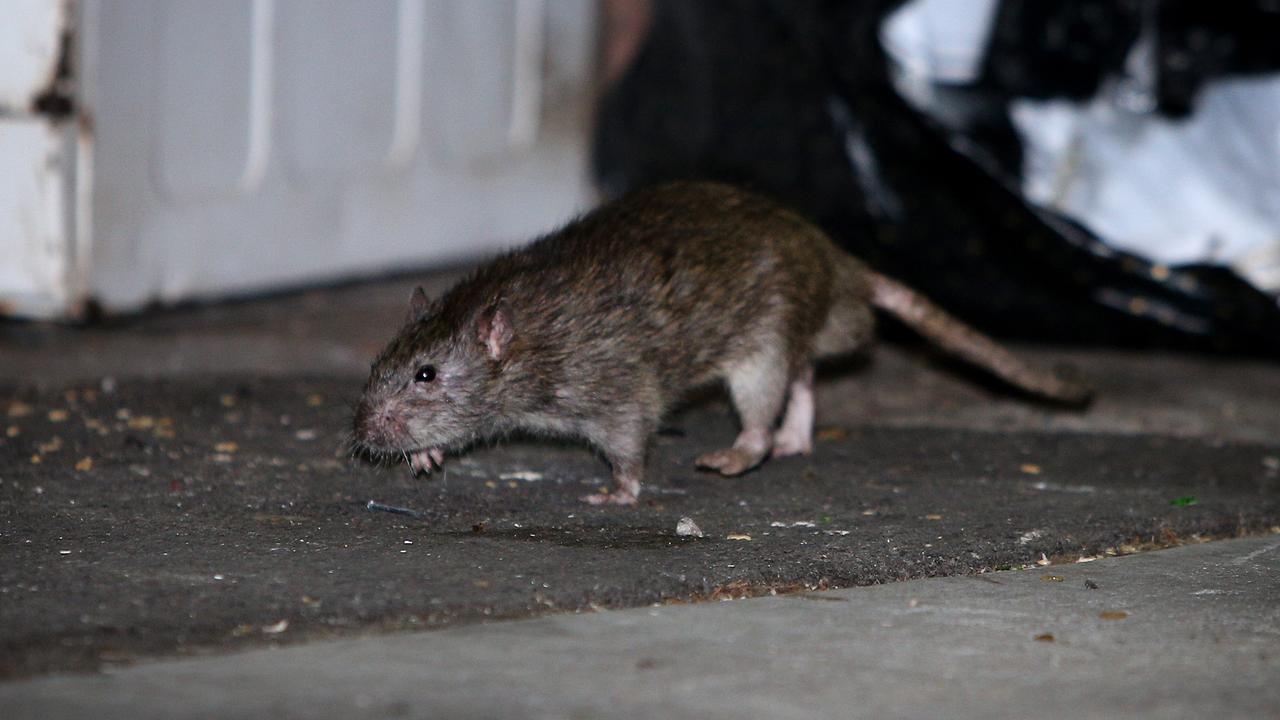 A rat on the move in Surry Hills, Sydney. Picture: Richard Dobson