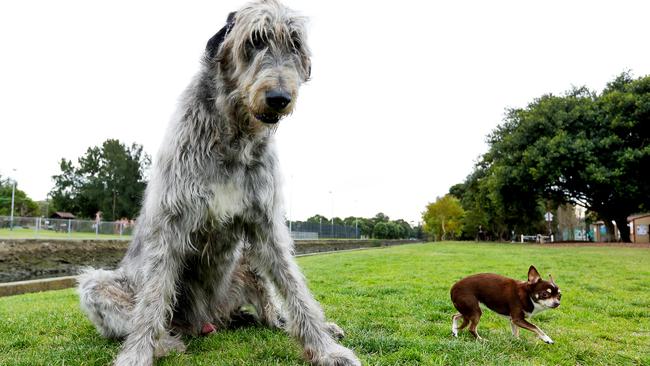 Irish cheap wolfhound chihuahua