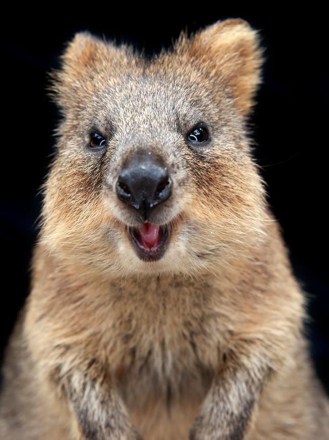 Derek the quokka. Picture: Toby Zerna