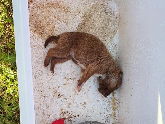 RSPCA appealed for information after a 10-day-old puppy was found in an esky on the front lawn of a vacant Western Sydney property in June. Picture: RSPCA