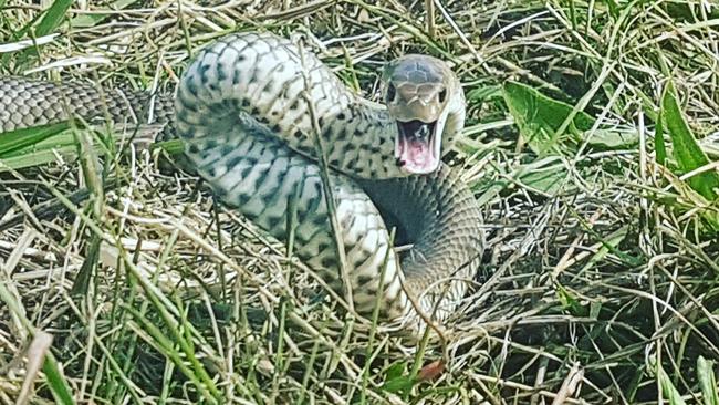 A juvenile Eastern Brown snake sighted in Catherine Fields by Cory Nerewaro, a Campbelltown snake catcher.