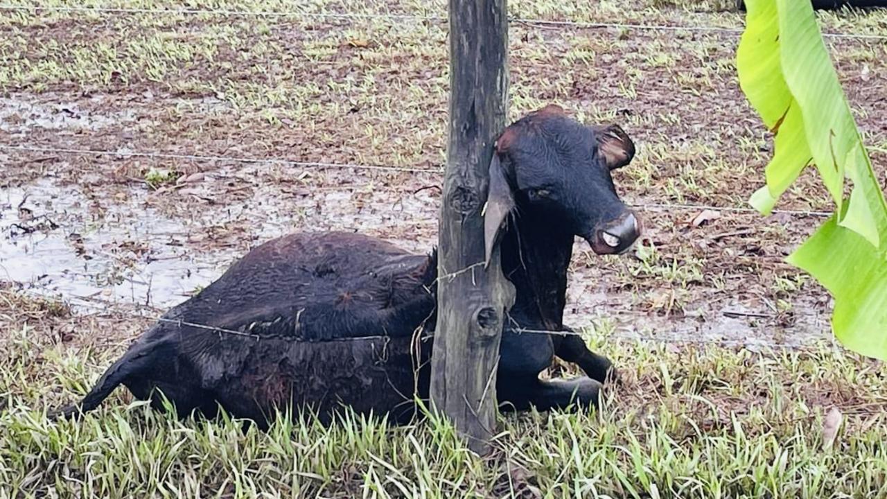 A dead calf after the flooding of the Barron River on the Tablelands. Photo: Supplied