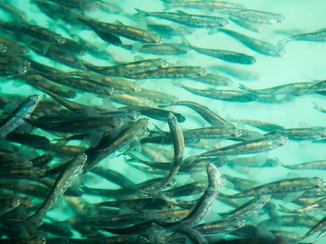 The state’s salmon industry is worth $800 million a year and aims to have $1 billion in annual sales revenue by 2030. Picture: PETER MATHEW