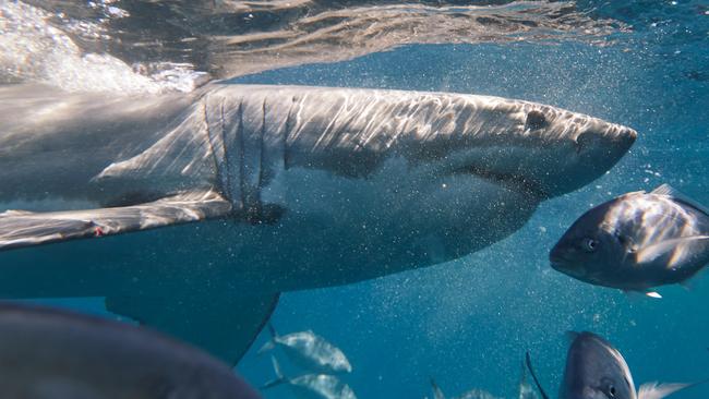 LIV Golf CEO Greg Norman Shark Cage Dive experience in the Eyre Peninsula ahead of this weekend's LIV Golf Adelaide