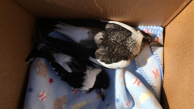 Found cold and frothing from the mouth more than 24 birds and two cats have been located deceased in Woorim.