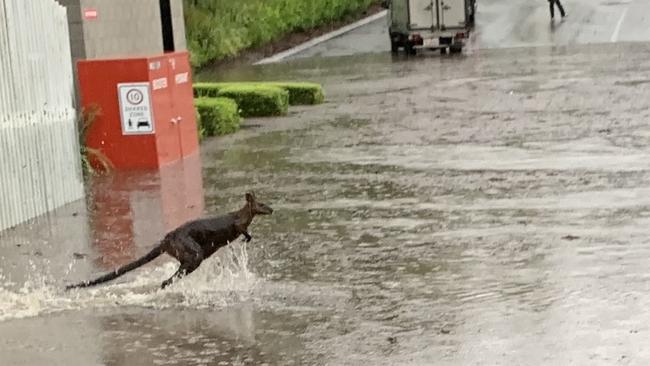 A wallaby struggles through floodwaters at Parkwood. Picture: Luke Altschwager