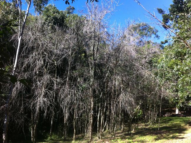 NOT FOR REUSE OR USE AS STOCK IMAGE:  A stand of dead native guava trees killed by myrtle rust near Byron Bay.