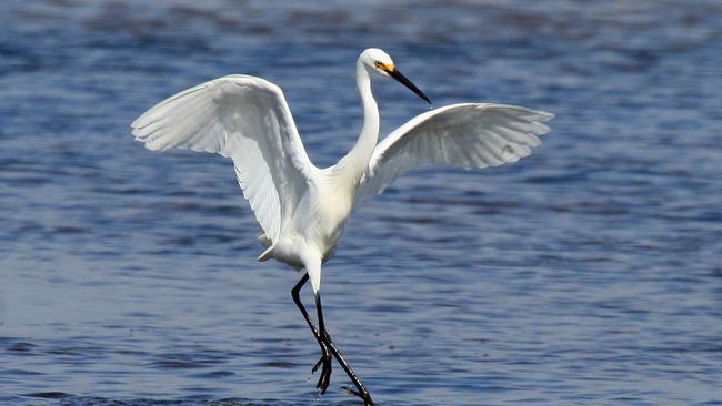 Birdlife mecca in Bellarine Wetlands in danger | Geelong Advertiser