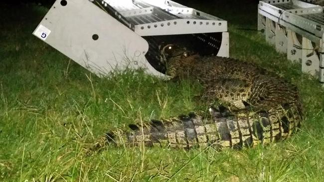 Rangers removed four crocodiles from a fish farm at Mourilyan, in Far North Queensland, this month.